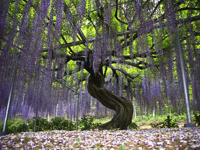 A csodálatos Ashikaga virág park